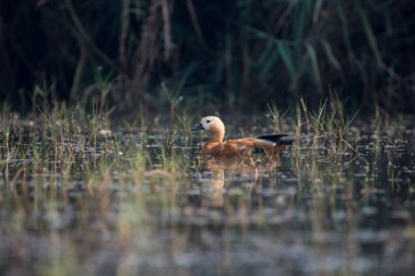 Ruddy shelduck bird swimming  with use of selective focus