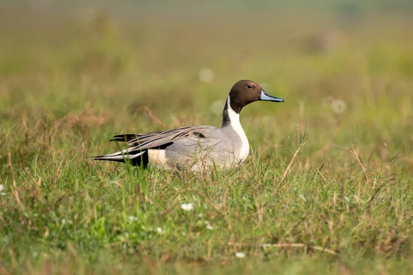 Northern pintail bird with use of selective focus