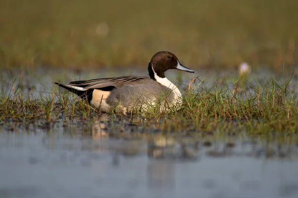 Northern pintail bird swimming  with use of selective focus