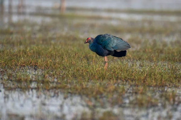 Grey Headed Swamp Hen Bird Its Habitat Close Selective Focus — Stok fotoğraf