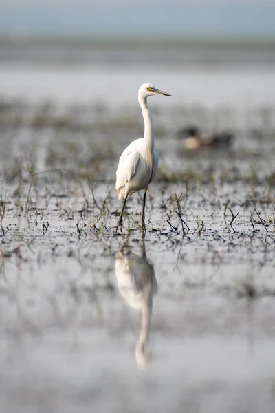 Λευκό Πουλί Egret Στο Φυσικό Του Περιβάλλον Κλείσιμο Επιλεκτική Εστίαση — Φωτογραφία Αρχείου