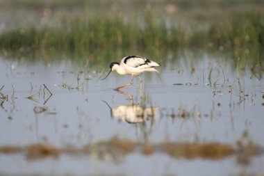 Martı gagalı deniz kuşu yaşam alanında. Yaklaş, seçici odaklanma.