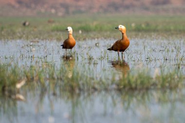 Islak sularda seçici bir odak noktası olan Ruddy Shelduck kuşu.