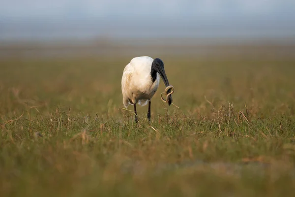 Svarthuvad Ibis Fågel Som Jagar Orm Med Selektivt Fokus — Stockfoto