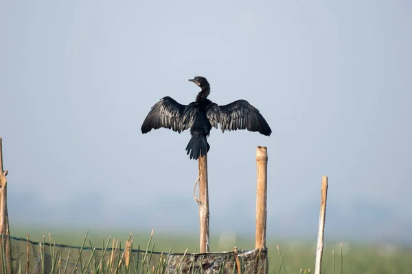 Karabatak Kuş Seçici Bir Odak Ile Bir Direğin Üzerinde Dinleniyor — Stok fotoğraf