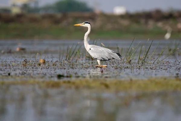 Gri Balıkçıllı Kuş Yaşam Alanında Yaklaş Seçici Odaklanma — Stok fotoğraf