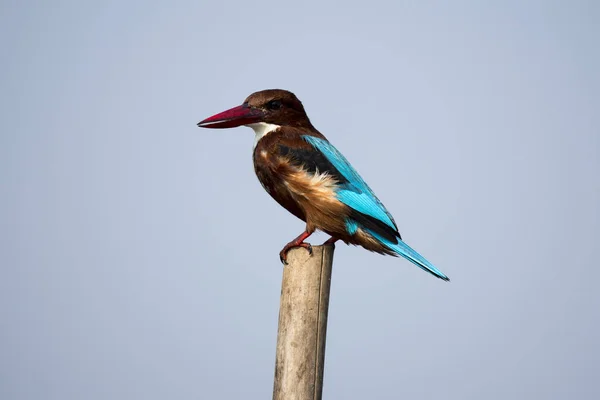 Kingfisher Descansando Pólo Com Uso Foco Seletivo — Fotografia de Stock