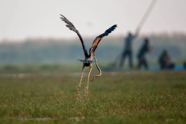 Mor Balıkçıl Kuş Sulak Alanlardan Bir Avla Havalanıyor Yaklaş Seçici — Stok fotoğraf