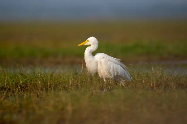Mellanliggande Egret Fågel Sin Livsmiljö Närbild Selektivt Fokus — Stockfoto