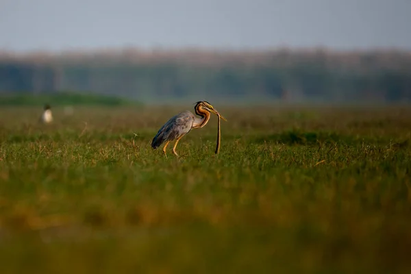 Närbild Purple Heron Fågel Våtmarker — Stockfoto
