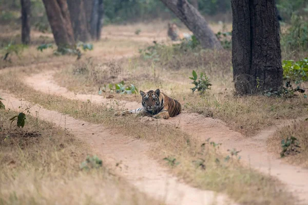 Королівський Бенгальський Тигр Який Відпочиває Лісовій Дорозі Вибірковим Фокусом — стокове фото