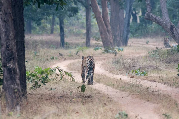 Королівський Бенгальський Тигр Який Відпочиває Лісовій Дорозі Вибірковим Фокусом — стокове фото