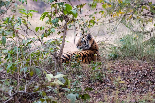 Королівський Бенгальський Тигр Своєму Природному Середовищі Закріплений Вибірковий Фокус — стокове фото
