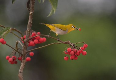 Kızılderili beyaz göz kuşları bir dal üzerinde tünediler..