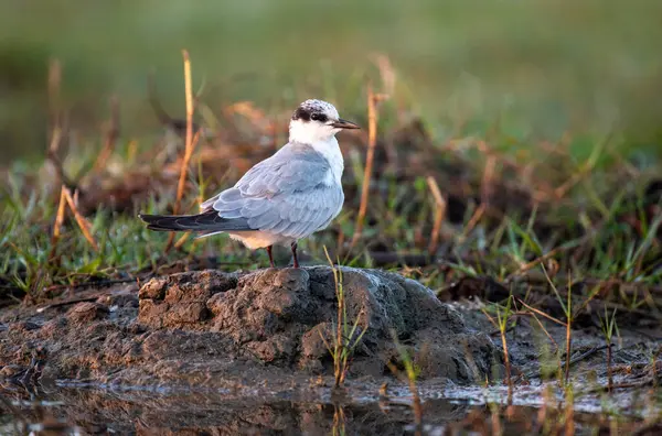 Martı gagalı deniz kuşu sulak alanlardaki yaşam alanında. Yaklaş, seçici odaklanma.