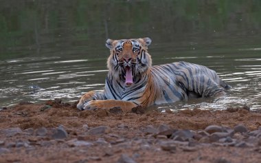 Bengal kaplanı ormanda suyun kenarında dinleniyor. Yaklaş, seçici odaklanma.
