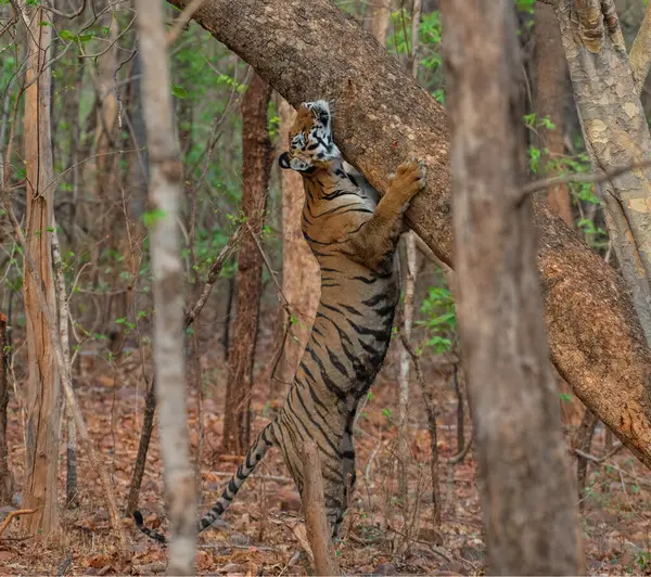 Kaplan, hayvan davranışının bir parçası olarak boynunu ağaca sürtüyor.
