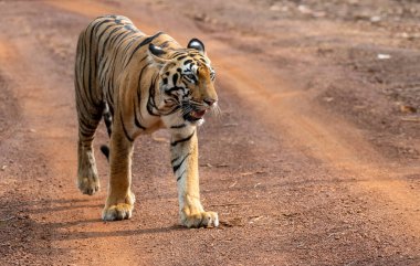 Tiger orman yolunda yürüyor. Yakın çekim, kafa kafaya, seçici odaklanma.