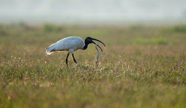 Siyah başlı ayılar sulak alanlarda yılan avlıyorlar.