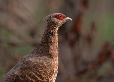 Ormandaki Kalij sülün dişisinin yakın portresi. Seçici odak.
