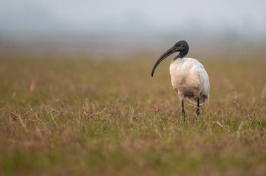 Bataklıklarda siyah başlı aynak. Yaklaş, seçici odaklanma.