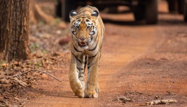 Kraliyet Bengal kaplanı orman yolunda yürüyor. Yaklaş, seçici odaklanma.