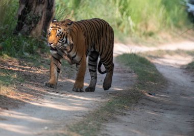 Orman yolunda dinlenen Bengal kaplanının yakınında. Seçici odak.