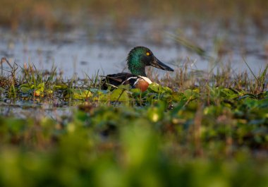 Bataklıklardaki kuzey kürekçisini kapatın. Seçici odak.
