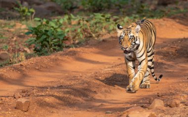 Ormandaki çalılıktan çıkan kaplan. Yaklaş, seçici odaklanma.