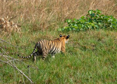Ormandaki çalılıktan çıkan kaplan. Yaklaş, seçici odaklanma.
