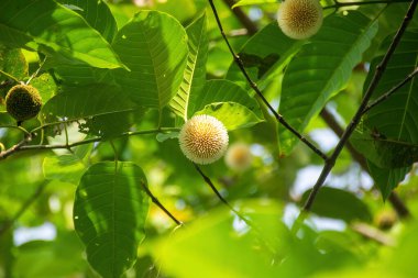 Neolamarckia cadamba, also known as the burflower tree, laran, or Leichhardt pine. It's a tropical evergreen tree native to South and Southeast Asia. clipart