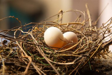 Yuvadaki güvercin yumurtaları