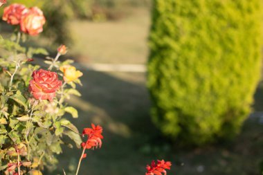 Salimar Bag 'da açan güzel Kaşmir gülleri, Jammu Kashmir