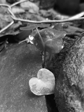 Tek renkli teller ve taşlar arasında büyüyen çimenler.
