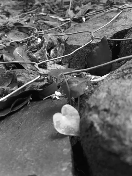 モノクロームで撮影された石と電線の間に草が生え — ストック写真