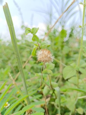 Endonezya 'da kurutulmuş Ageratum conyzoides' in yakın plan görüntüsü bandotan çiçeği olarak bilinir.