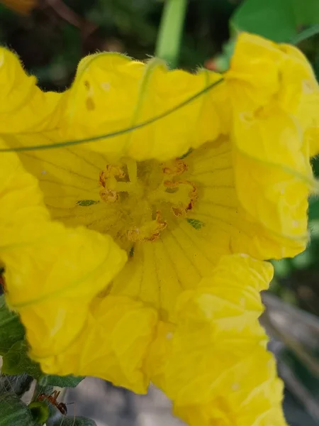 Закрыть Изображение Желтого Цветка Luffa Cylindrica Саду Природы Оформленного Желтом — стоковое фото