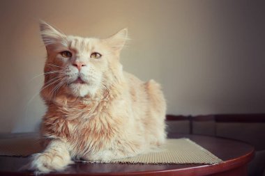  Evdeki masada oturan kırmızı kedi portresi. Kırmızı Maine Rakun Kedisi 'ni yakından çek. Kırmızı bilye renginde kahverengi arka planda sarı gözlü Maine Rakun kedisi