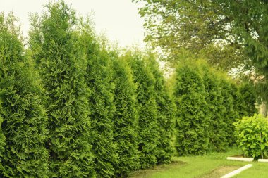 Batı thuja zümrüt yeşili çit, yan yana dikilmiş her zaman yeşil ağaçlar yoğun doğal duvar oluşturur. Peyzaj tasarımı kavramı