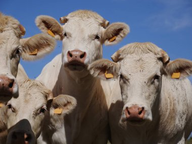 Fransız kırsalında beyaz inekler