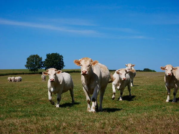 Vacas Brancas Campo Francês — Fotografia de Stock