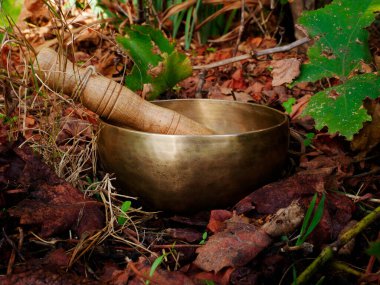 Doğada yerde şarkı söyleyen kase.