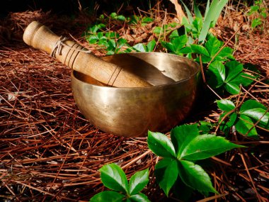 Doğada yerde şarkı söyleyen kase.