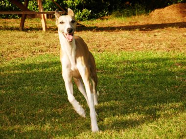 Çayırda koşan bir köpek