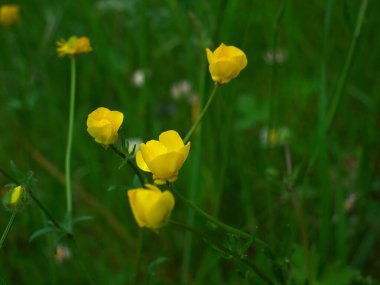 Tarlada mayo açan çiçeklerin seçici odak noktası. Duvar kağıdı için harika.