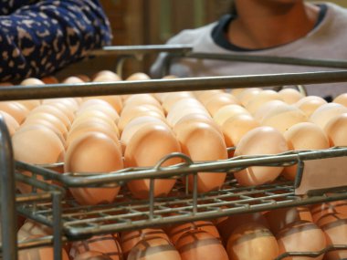 Photo of chicken eggs production in factories, with humans in the background