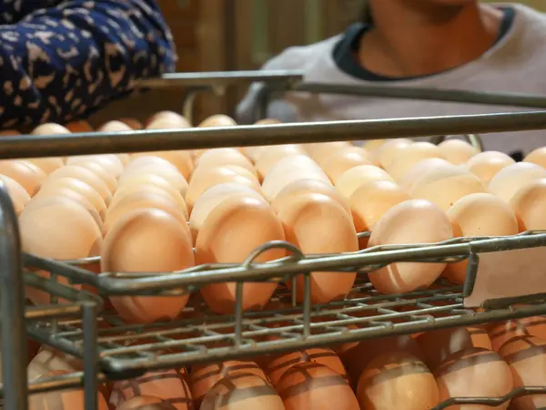 stock image Photo of chicken eggs production in factories, with humans in the background