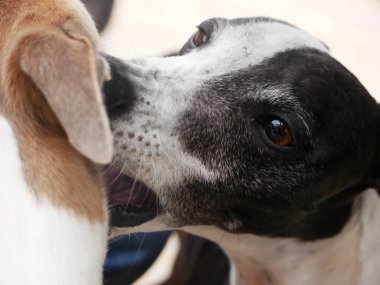 Tazı adında güzel bir safkan köpek.