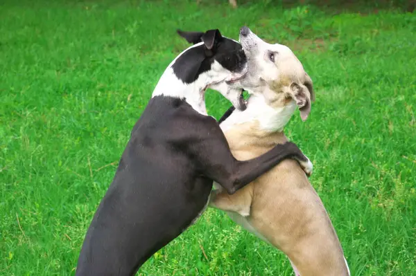 stock image Two beautiful purebred dogs called greyhounds