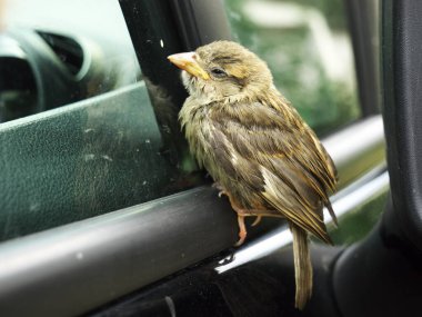 Bir arabanın yan aynasında oturan küçük bir serçenin yakın plan çekimi.
